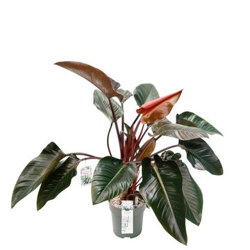 Philodendron 'Red Beauty'