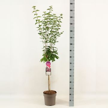 Syringa microphylla 'Superba'