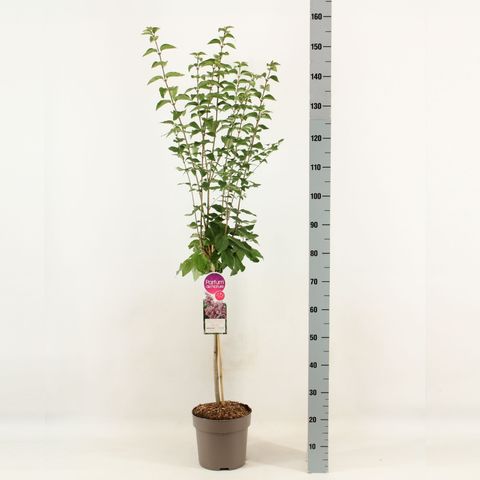 Syringa microphylla 'Superba'