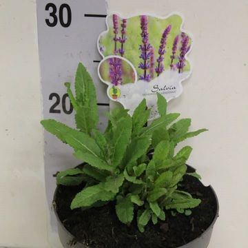 Salvia nemorosa 'Caradonna'