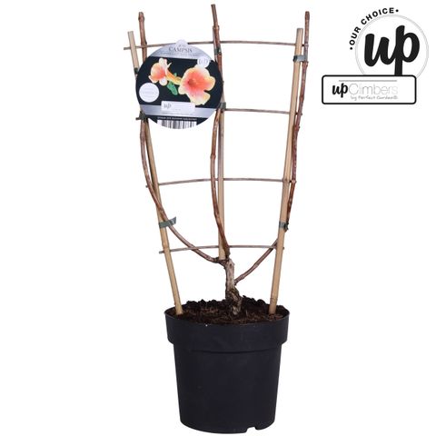 Campsis x tagliabuana SUMMER JAZZ GOLD