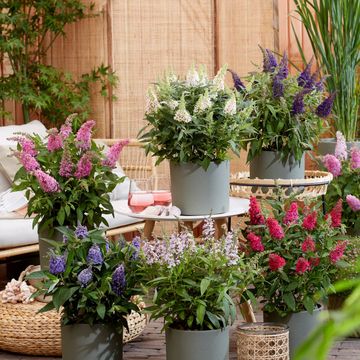 Buddleja davidii BUTTERFLY CANDY LITTLE MIX