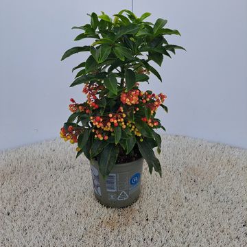 Ardisia crenata 'Princess Red'