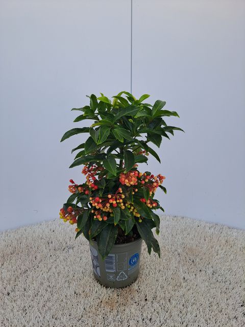 Ardisia crenata 'Princess Red'