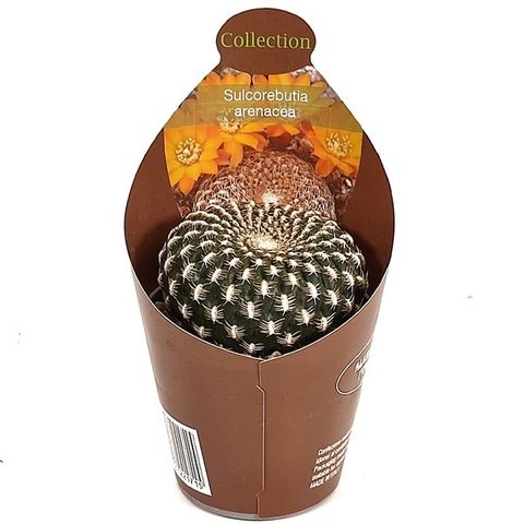 Sulcorebutia arenacea