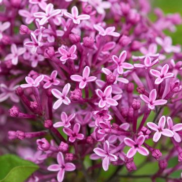 Syringa BLOOMERANG DARK PURPLE