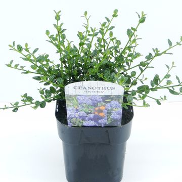 Ceanothus thyrsiflorus repens