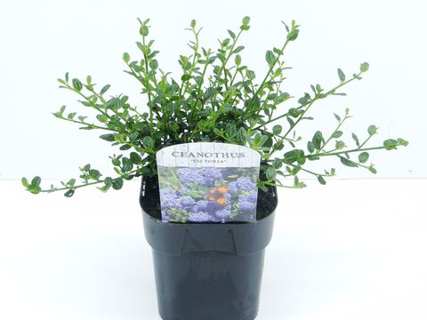 Ceanothus thyrsiflorus repens