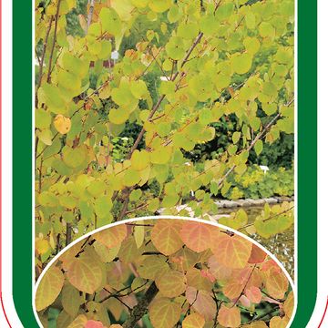 Cercidiphyllum japonicum