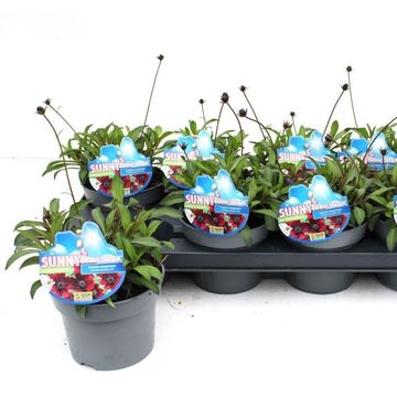 Cosmos atrosanguineus CHOCAMOCHA