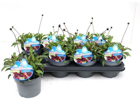 Cosmos atrosanguineus CHOCAMOCHA