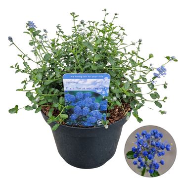 Ceanothus thyrsiflorus repens