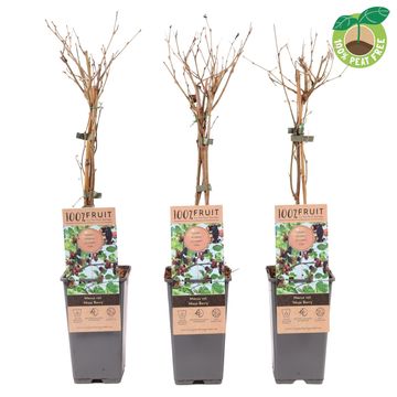 Morus rotundiloba MOJO BERRY