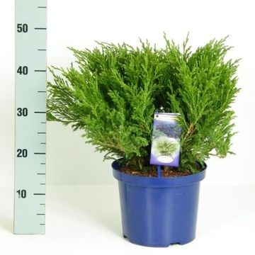 Juniperus horizontalis 'Andorra Compact'