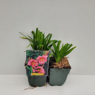 Hemerocallis 'Summer Wine'