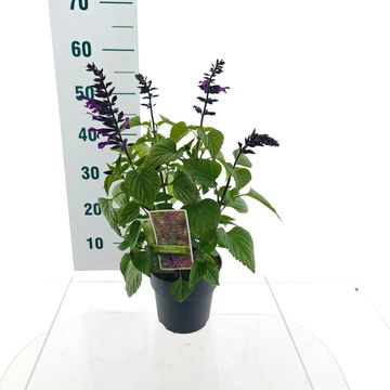 Salvia ROCKIN' DEEP PURPLE