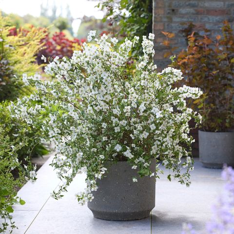 Philadelphus coronarius PETITE PERFUME WHITE