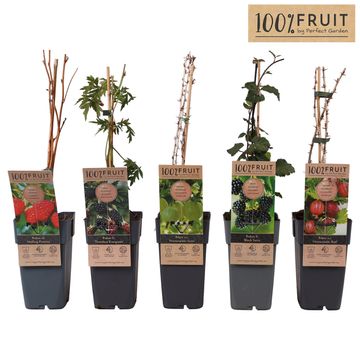 Plantes fruitières MIX