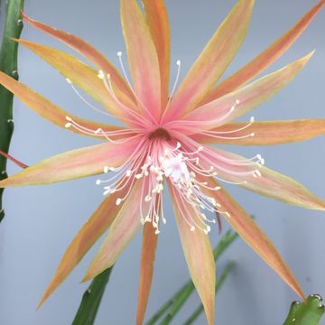 Epiphyllum 'Dietmar Paetz'