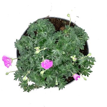 Geranium sanguineum 'Max Frei'