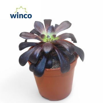 Aeonium arboreum 'Zwartkop'