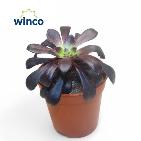 Aeonium arboreum 'Zwartkop'