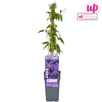 Clematis 'Rhapsody' (EL)