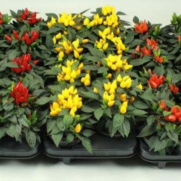 Capsicum annuum MIX
