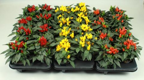 Capsicum annuum MIX