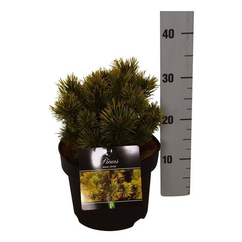 Pinus mugo 'Ophir'