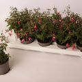 Fuchsia 'Lady Thumb'