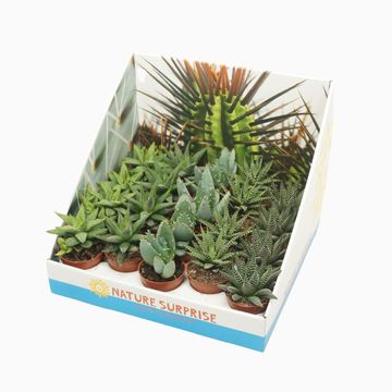 Succulents ALOE / HAWORTHIA MIX