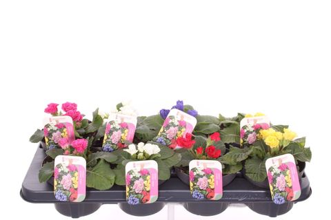 Primula RUBENS MIX