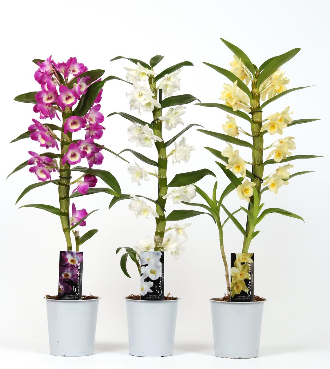 Dendrobium nobile MIX (P12 cm H55 cm) – Plant Wholesale FlorAccess