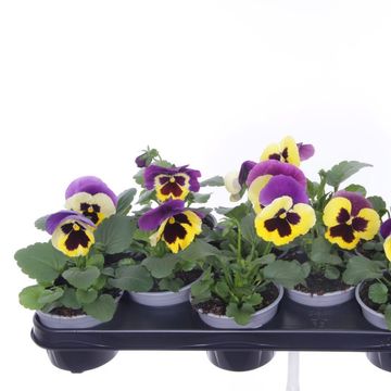 Viola x wittrockiana COLOSSUS F1 TRICOLORE