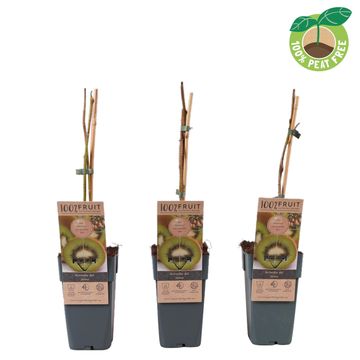 Actinidia deliciosa 'Jenny'