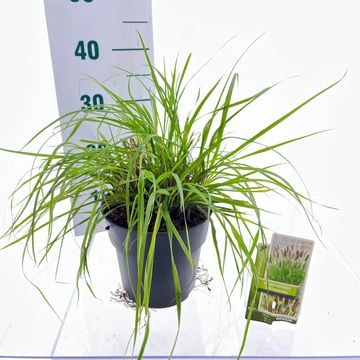 Pennisetum alopecuroides 'Viridescens'
