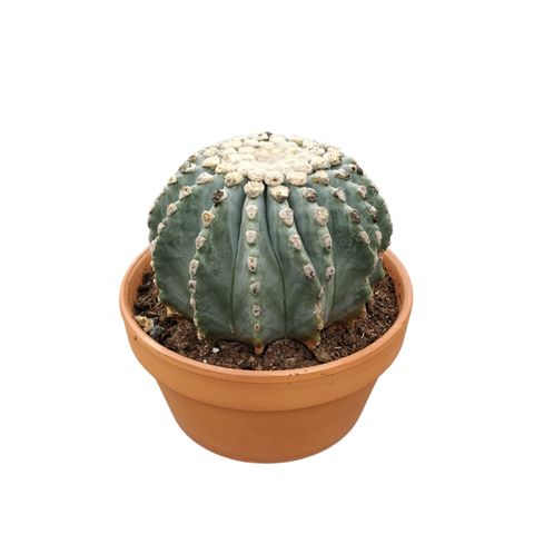 Ferocactus glaucescens inermis