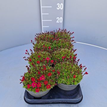 Saxifraga x arendsii