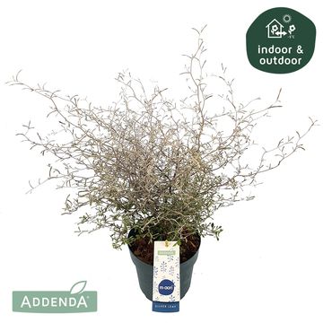 Corokia 'Maori Silver'