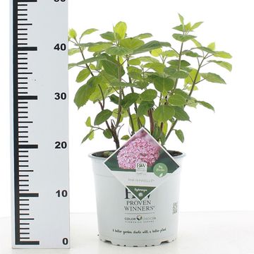 Гидрангея arborescens PINK ANNABELLE
