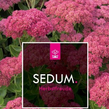 Sedum 'Herbstfreude'