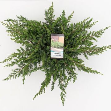 Juniperus conferta 'Schlager'