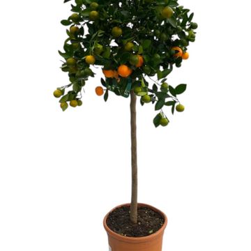 Citrus x microcarpa
