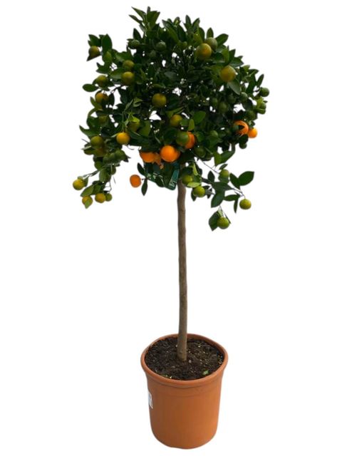 Citrus x microcarpa