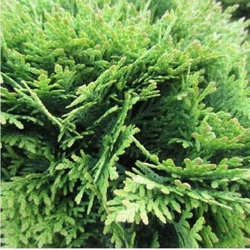 Thuja occidentalis 'Danica'