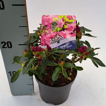 Rhododendron 'Königstein' (AJ)