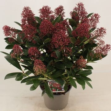 Skimmia japonica 'Rubella'