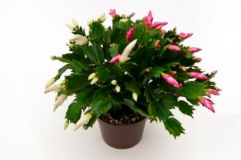 Schlumbergera MIX IN POT