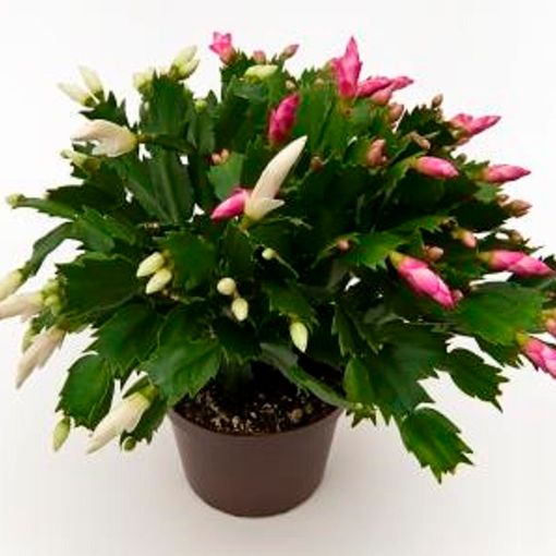 Schlumbergera MIX IN POT (P11.5 cm H25 cm) – Plant Wholesale FlorAccess